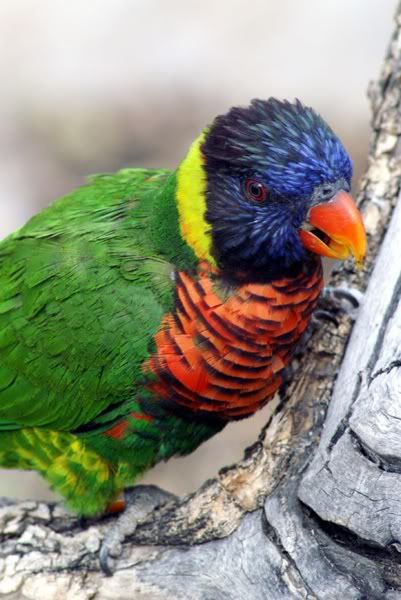 Lorikeet2.jpg