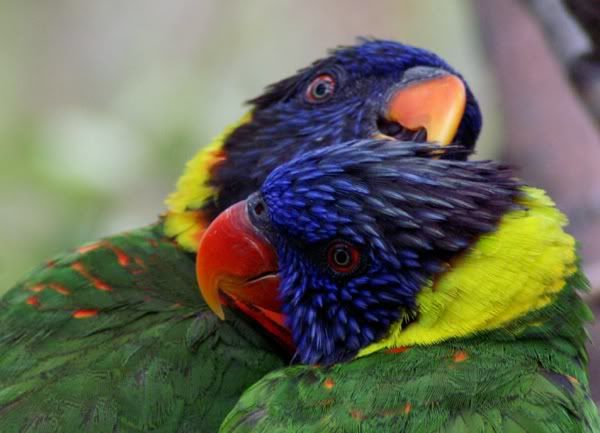 Lorikeet3.jpg