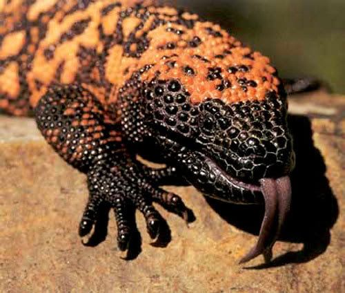 Gila Monster Pictures, Images and Photos