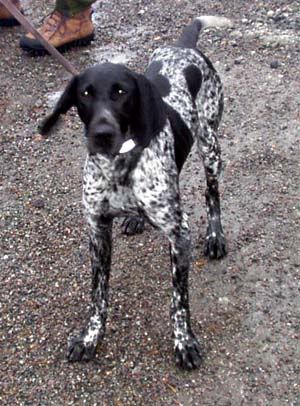 German Shorthaired Pointer Graphics, Pictures, & Images ... German Shorthaired Pointer Graphics, Pictures, & Images ...