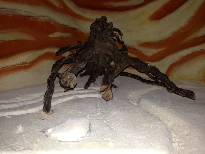 Bearded Dragon Hides Reptile Forums