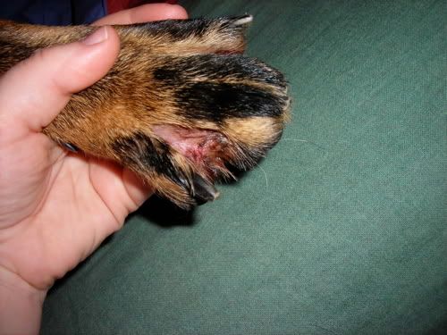 dog blisters between toes. dog blisters between toes.