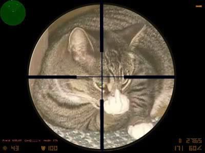 cat-in-scope.jpg