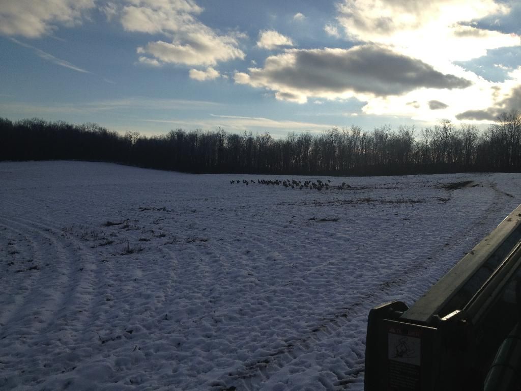 Turkey time - Homesteading Questions