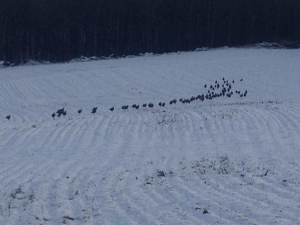 Turkey time - Homesteading Questions