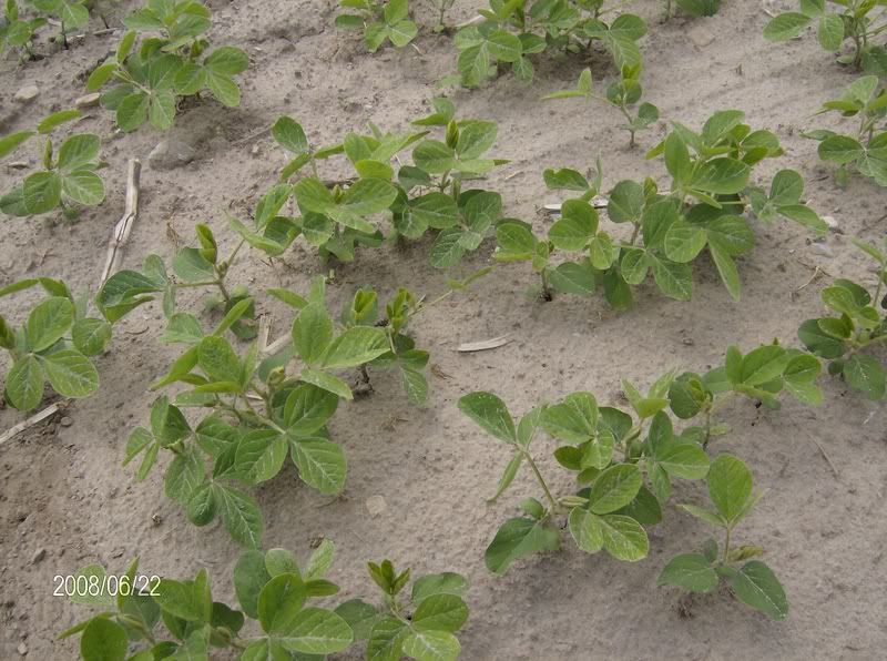 Little crop tour : lots of pics - Homesteading Questions