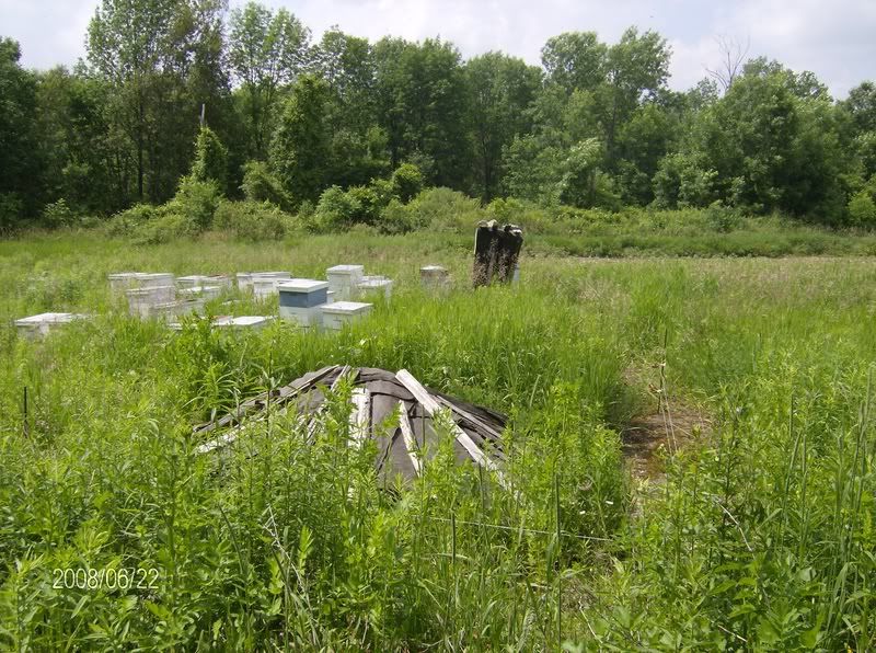 Little crop tour : lots of pics - Homesteading Questions