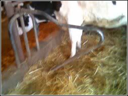 Here's my setup.  What's yours? - Cattle