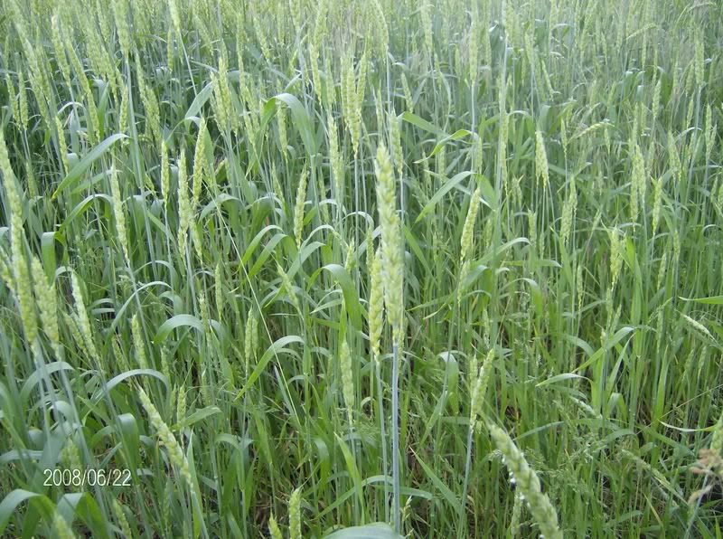 Little crop tour : lots of pics - Homesteading Questions