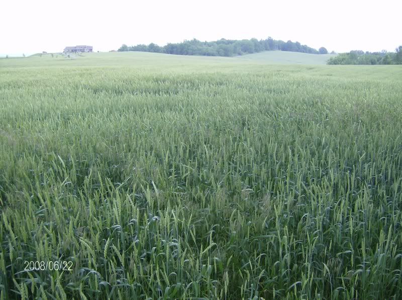 Little crop tour : lots of pics - Homesteading Questions