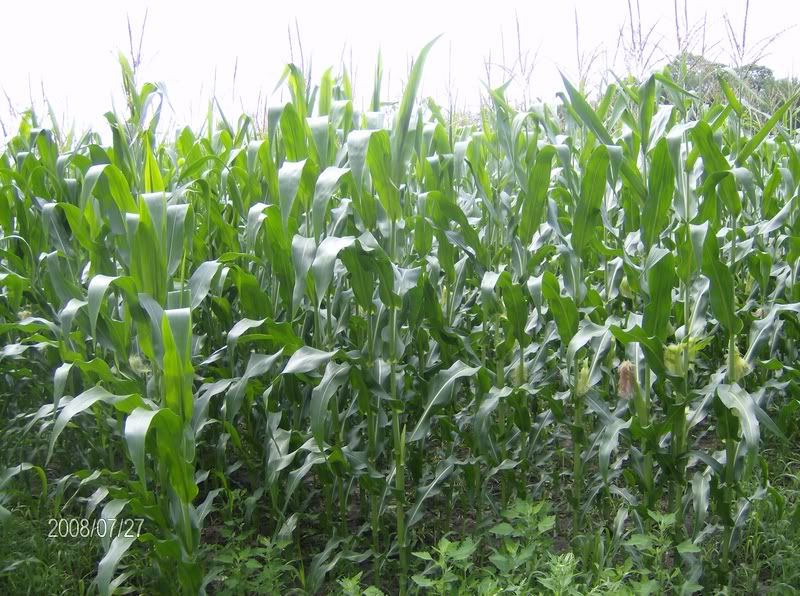 July 27 Crop Tour - pics w/hail damage - Homesteading Questions