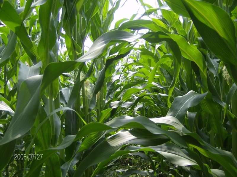 July 27 Crop Tour - pics w/hail damage - Homesteading Questions