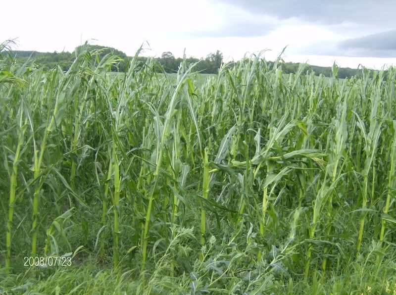 July 27 Crop Tour - pics w/hail damage - Homesteading Questions