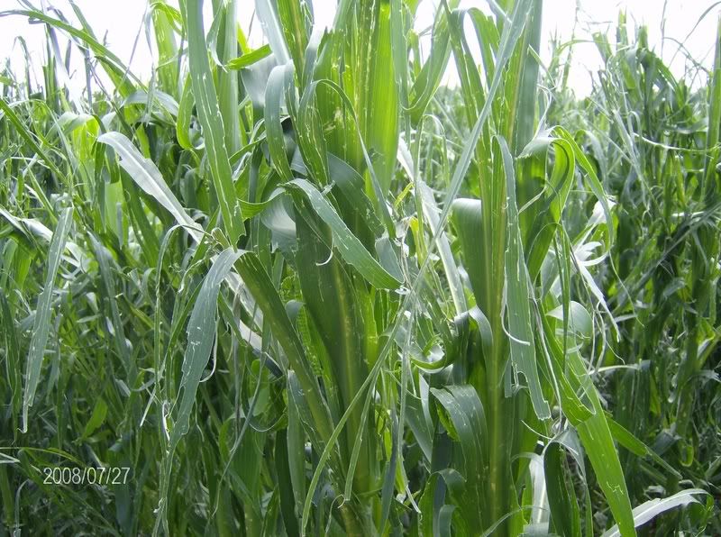 July 27 Crop Tour - pics w/hail damage - Homesteading Questions