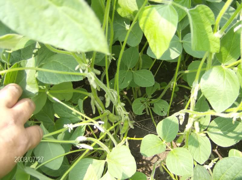 July 27 Crop Tour - pics w/hail damage - Homesteading Questions