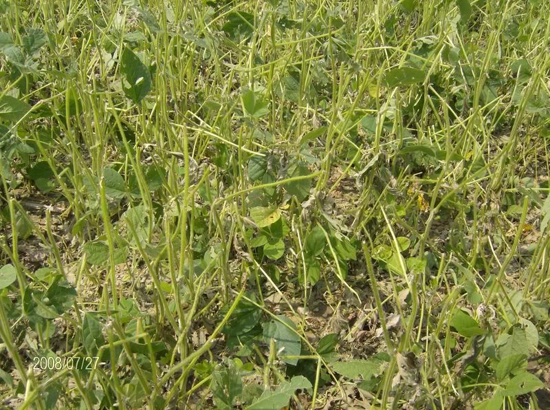 July 27 Crop Tour - pics w/hail damage - Homesteading Questions