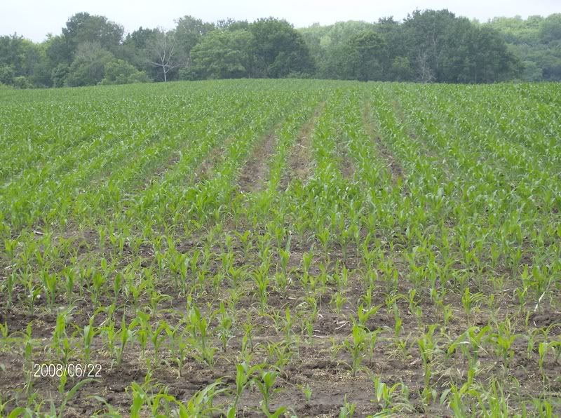 Little crop tour : lots of pics - Homesteading Questions