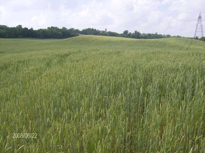 Little crop tour : lots of pics - Homesteading Questions