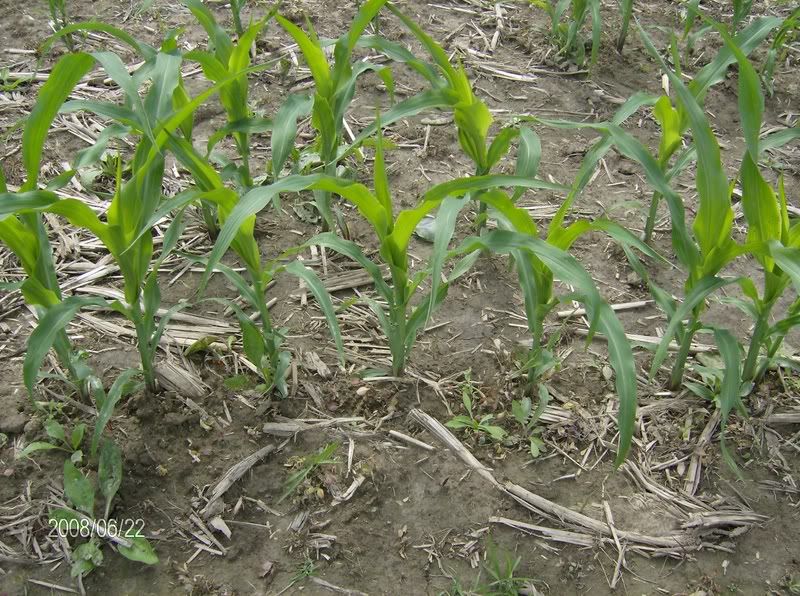 Little crop tour : lots of pics - Homesteading Questions