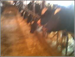 Here's my setup.  What's yours? - Cattle