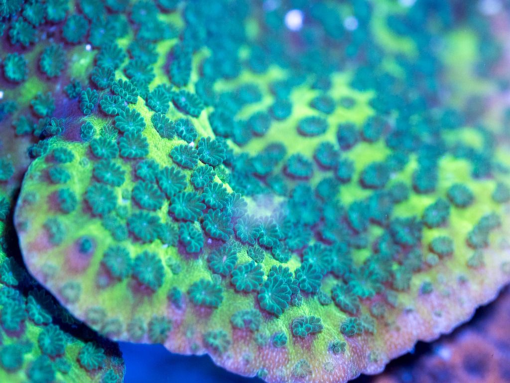 coral-3_zpsuuwhsuzs.jpg