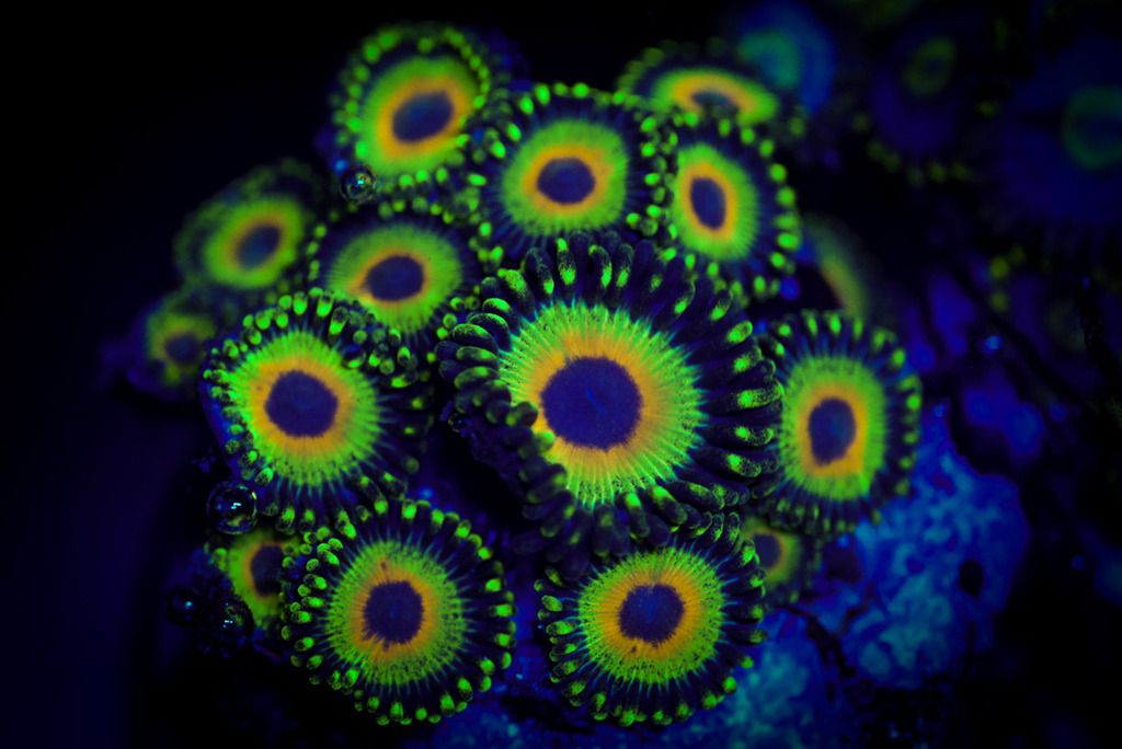 fluorescencezoa-1_zpsnzqjilfn.jpg