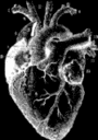 heart Pictures, Images and Photos