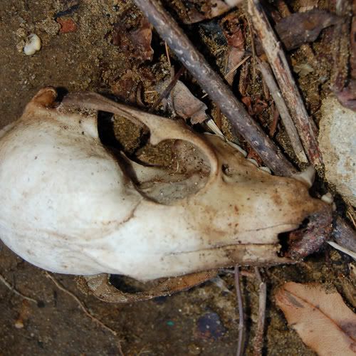 skull