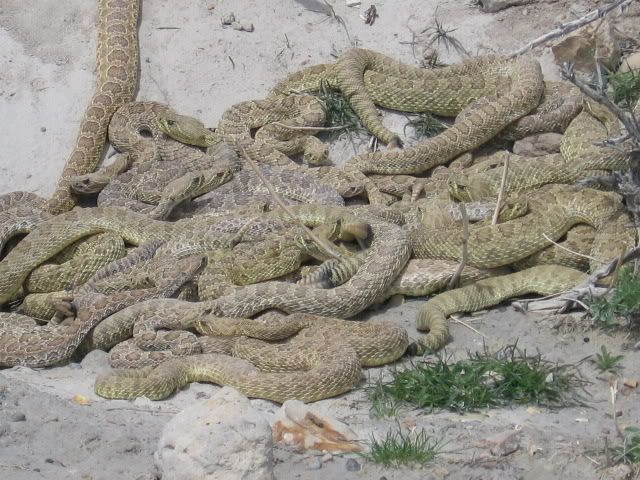 Rattlesnakes2.jpg