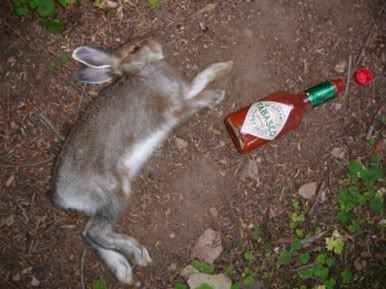 rabbit dying