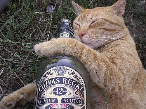 Drunk Cat Pictures, Images and Photos