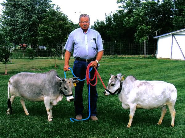 Cuban Cow