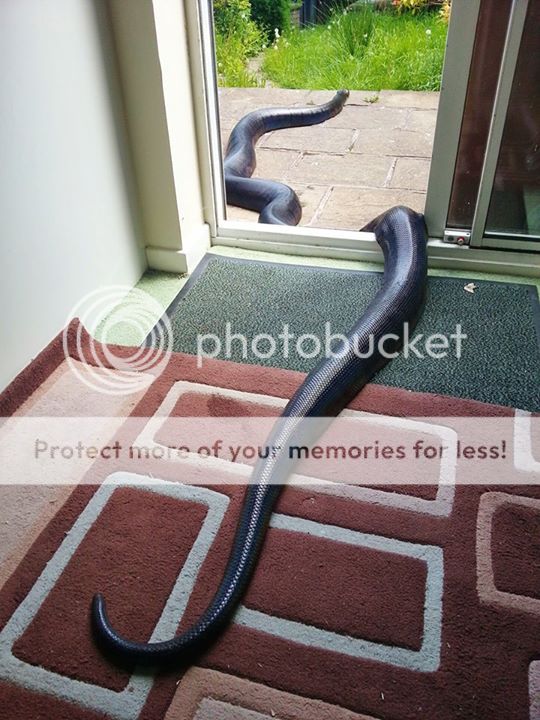 Largest black snake species?? | Reptile Forums