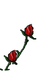 roses.gif