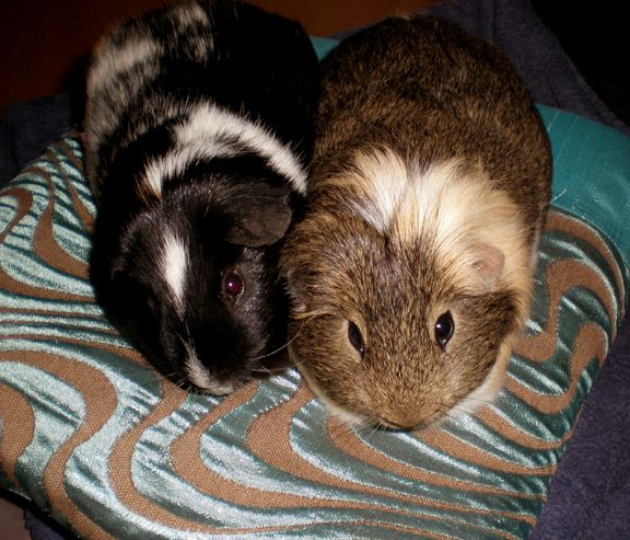 Cushions2.jpg