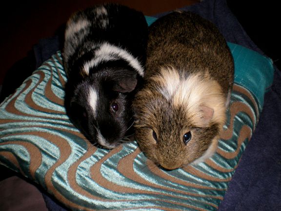 Cushions3.jpg