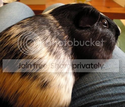 Marm2.jpg