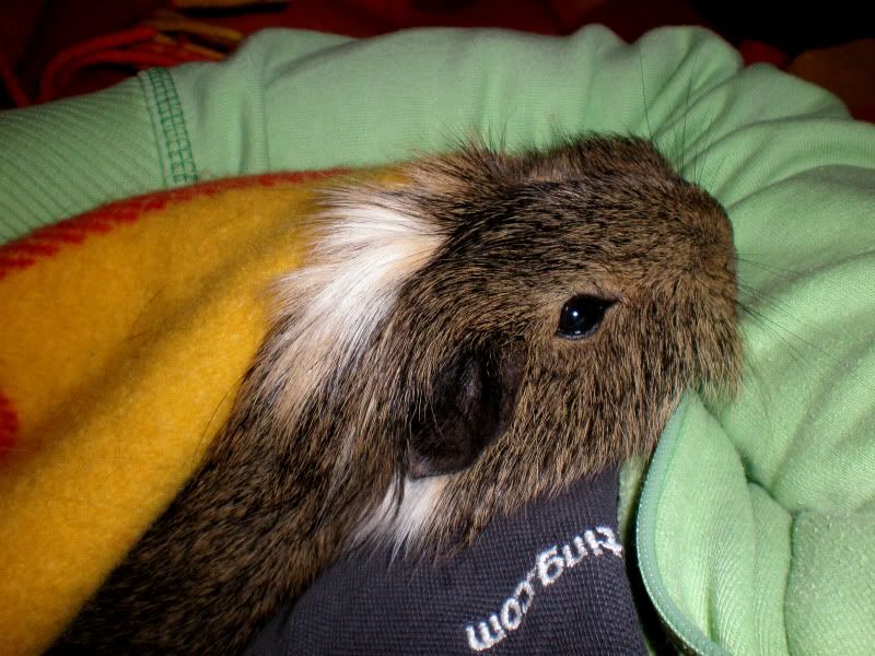 Snuggles.jpg
