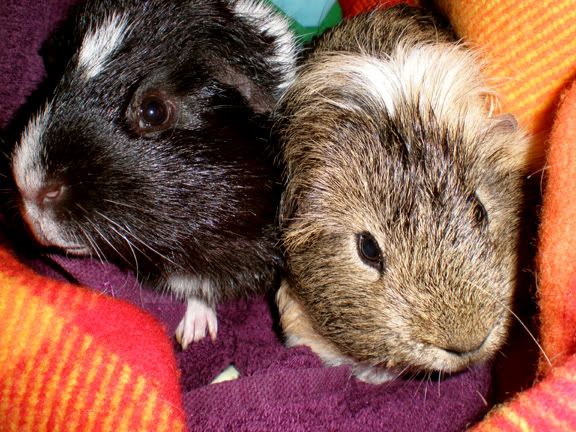 Snuggles1.jpg