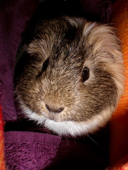 Snuggles3.jpg