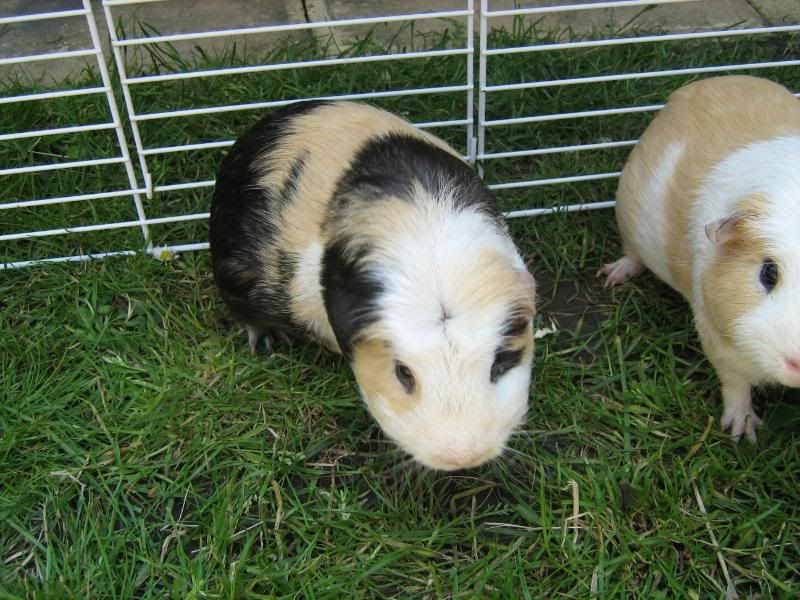 Animals033.jpg