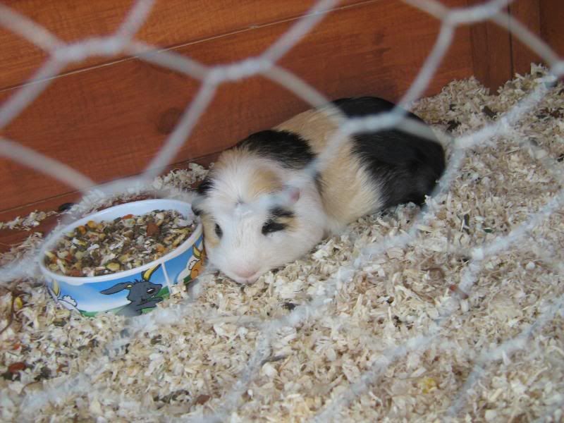 Animals046.jpg