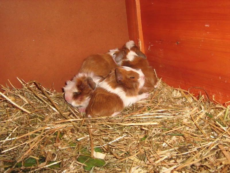 Babysuzies003.jpg