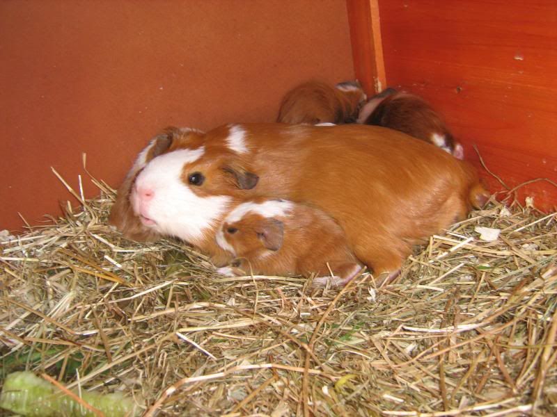 Babysuzies008.jpg