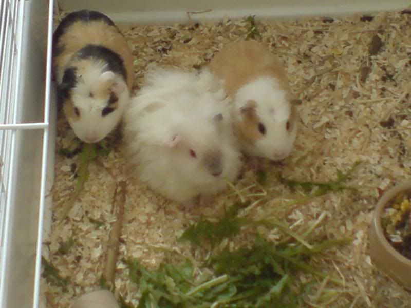 DSC00246.jpg