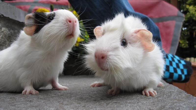 FrazzleandPatch008.jpg