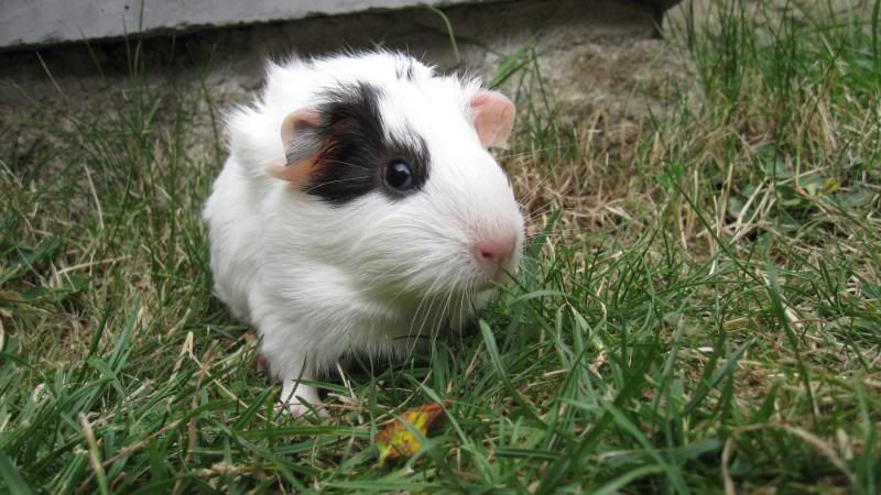 FrazzleandPatch016.jpg