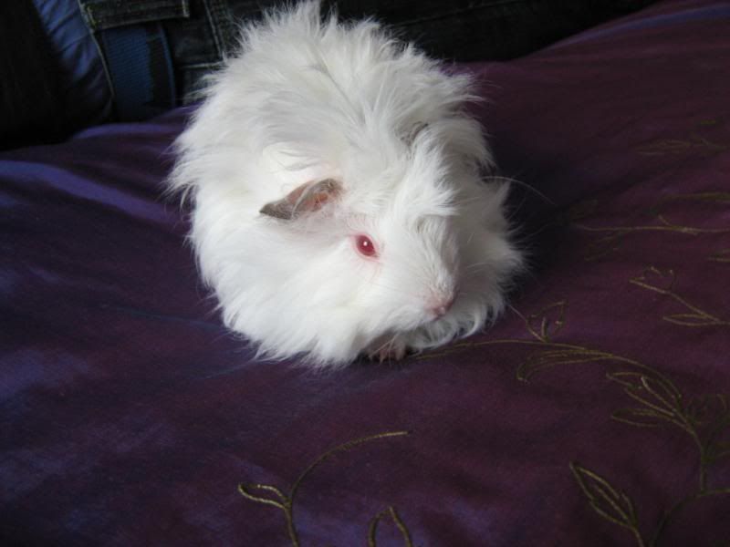 HunniFluff.jpg