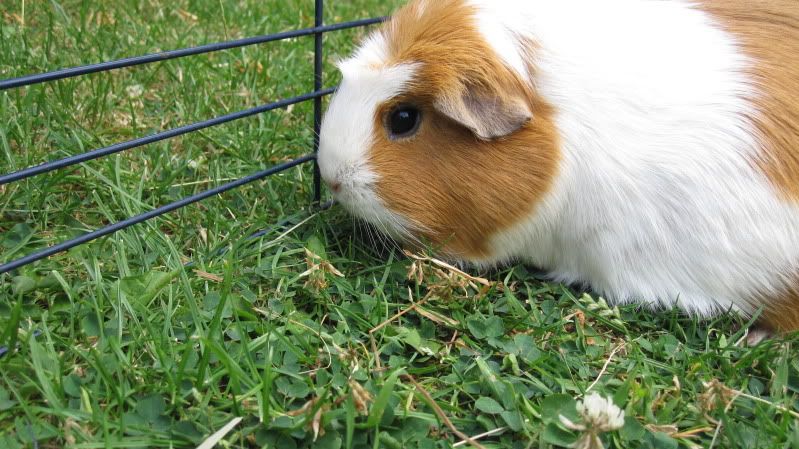 PIGS017.jpg