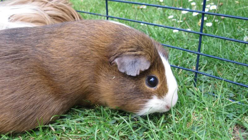 PIGS019.jpg